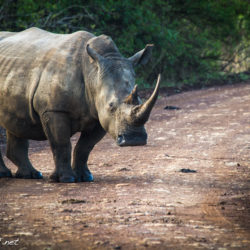 white rhino nairobi