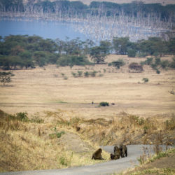 nakuru lago babbuini