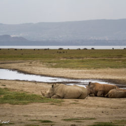 nakuru rhino