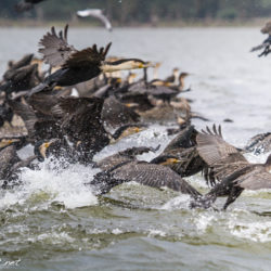 naivasha cormorani